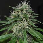 deadhead-autoflower-marijuana-seeds-cannabis-bud