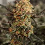 gorilla-cookies-autoflower-marijuana-seeds-cannabis-bud.