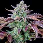 gorilla-cookies-autoflower-marijuana-seeds-cannabis-bud