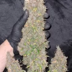 gorilla-cookies-autoflower-marijuana-seeds-cannabis-bud.