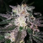 gorilla-cookies-autoflower-marijuana-seeds-cannabis-bud