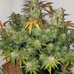 gorilla-cookies-autoflower-marijuana-seeds-cannabis-bud.