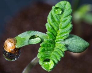 sprouting-baby-marijuana-seed-strain-cannabis-usa