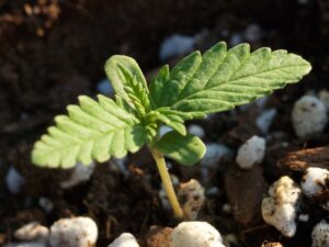 sprouting-baby1-marijuana-seed-strain-cannabis-usa