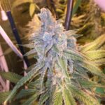 tahoe-og-autoflower-strain-seeds-cannabis-bud