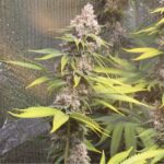 tahoe-og-autoflower-strain-seeds-cannabis-bud