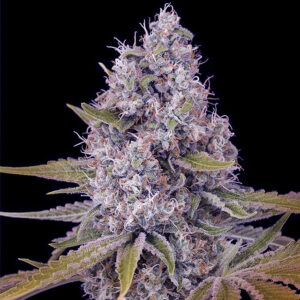 tahoe-og-autoflower-strain-seeds-cannabis-bud