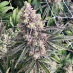 tahoe-og-feminized-strain-seeds-cannabis