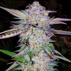 tahoe-og-feminized-strain-seeds-cannabis-bud1