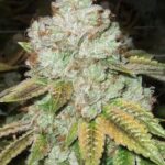 tahoe-og-feminized-strain-seeds-cannabis-bud2